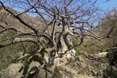 East Salalah Guided: Wadi Darbat & The ancient Baobab Tree