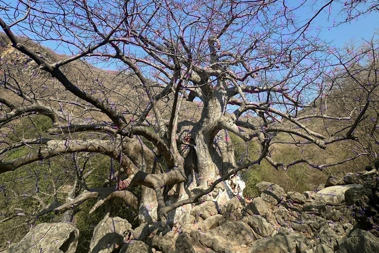 East Salalah Guided: Wadi Darbat & The ancient Baobab Tree