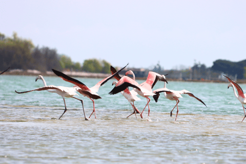 Naturalistic Kayak Class in Venice: training in the lagoonVenice: Scenic Venetian Lagoon Kayaking Tour