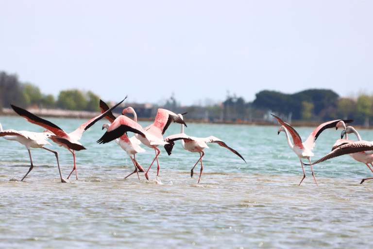 Excursión Naturalista en Kayak por la Laguna de Venecia