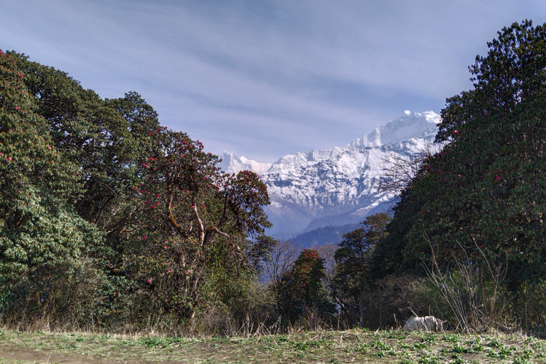 5 Días 4 Noches Senderismo por los Annapurnas con Poon Hill y Dhampus