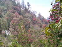 5 jours 4 nuits Annapurna Trek avec Poon Hill et Dhampus - Housity