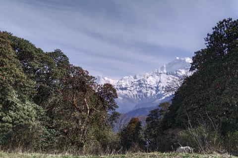 5 Días 4 Noches Senderismo por los Annapurnas con Poon Hill y Dhampus