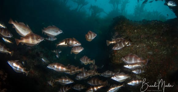 Double Scuba Dive on a Marine Reserve