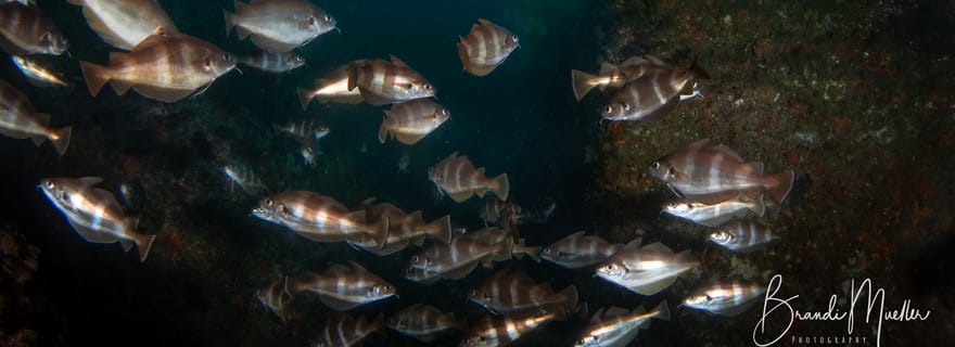 Double plongée dans une réserve marine