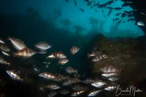 Double Scuba Dive on a Marine Reserve