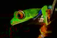 La Fortuna, Arenal Volcano Rainforest Night Tour - Housity