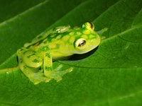 La Fortuna, Arenal Volcano Rainforest Night Tour - Housity