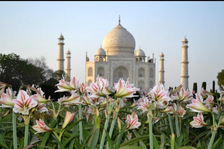 Från Jaipur: Taj Mahal &amp; Agra Fort dagstur med lunch