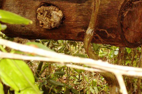 Zanzibar: Las Jozani, Centrum Motyli i Wycieczka PszczelarskaZanzibar: Las Jozani, Centrum Motyli i wycieczka do pasieki