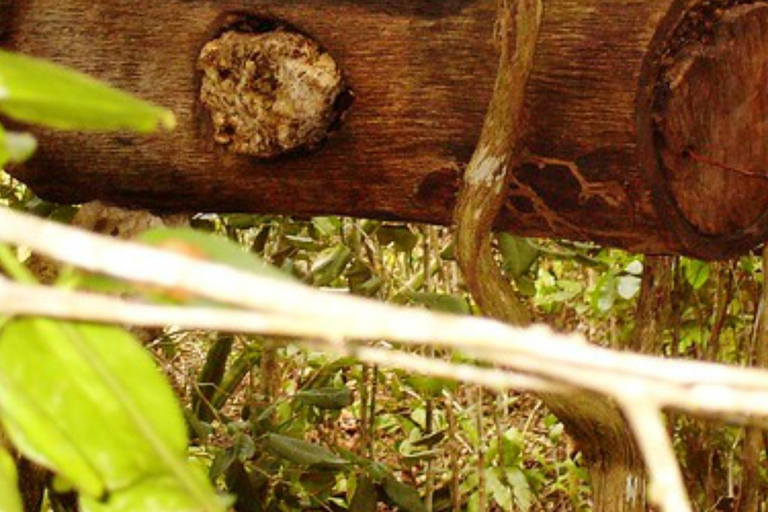 Zanzibar: Las Jozani, Centrum Motyli i Wycieczka PszczelarskaZanzibar: Las Jozani, Centrum Motyli i wycieczka do pasieki