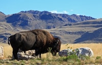 Salt Lake City, Great Salt Lake Antelope Island Guided Tour - Housity