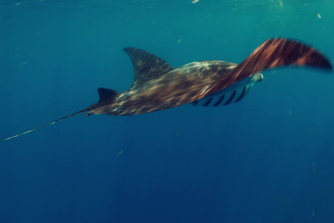 From Cancún: Swim with Whale Sharks Experience