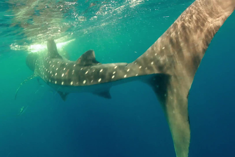 From Cancún: Swim with Whale Sharks Experience