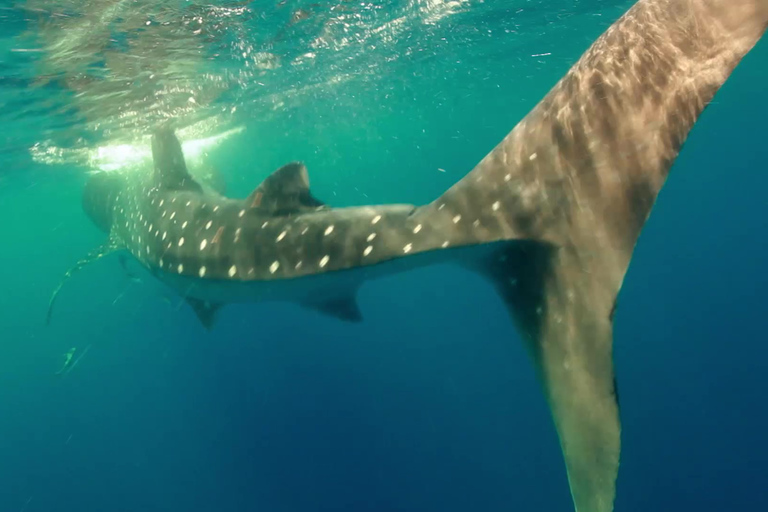 From Cancún: Swim with Whale Sharks Experience