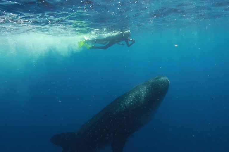 From Cancún: Swim with Whale Sharks Experience