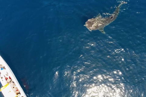 From Cancún: Swim with Whale Sharks Experience