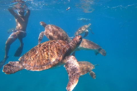São Vicente: nurkowanie z żółwiami zapierające dech w piersiachPrywatny