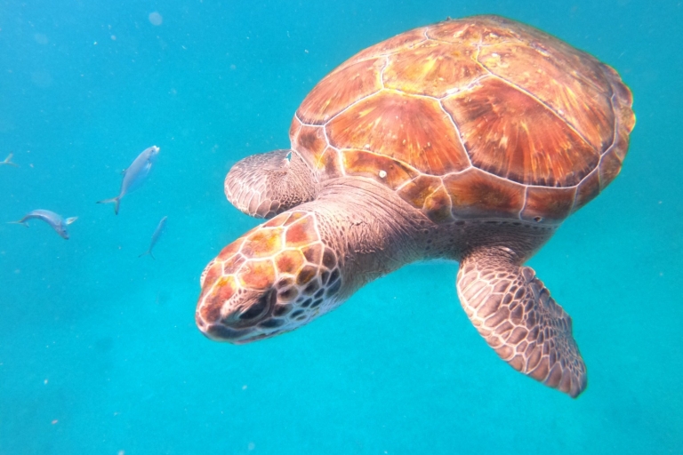 São Vicente: Green Turtles Breathtaking Experience Private