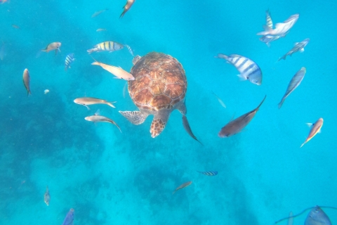 São Vicente : Plongée en apnée avec des tortues : une expérience à couper le soufflePrivé