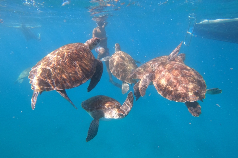 São Vicente: Green Turtles Breathtaking Experience Private