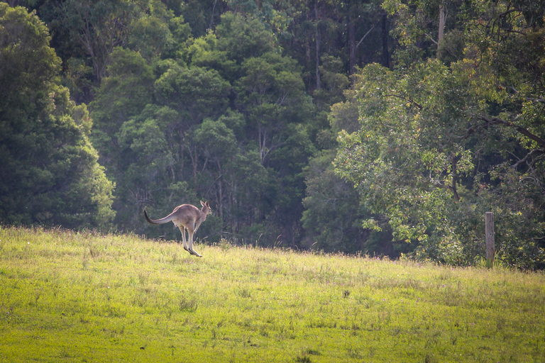 Visite privée de la vallée de Hunter