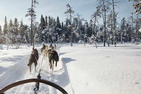 Rovaniemi: Husky-Fahrt im Weihnachtsmanndorf