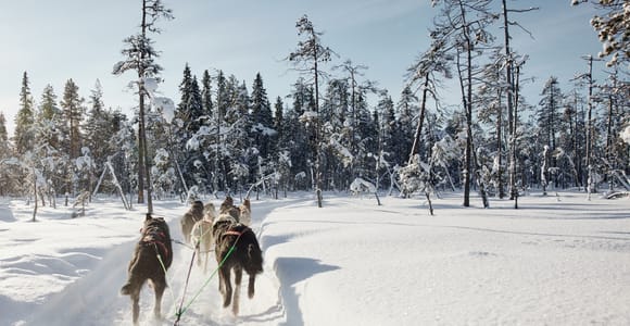 Rovaniemi: Santa Claus Village Husky Ride