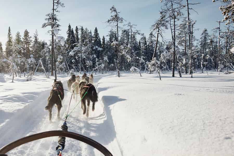 Rovaniemi: Husky-Fahrt im Weihnachtsmanndorf. Foto: GetYourGuide