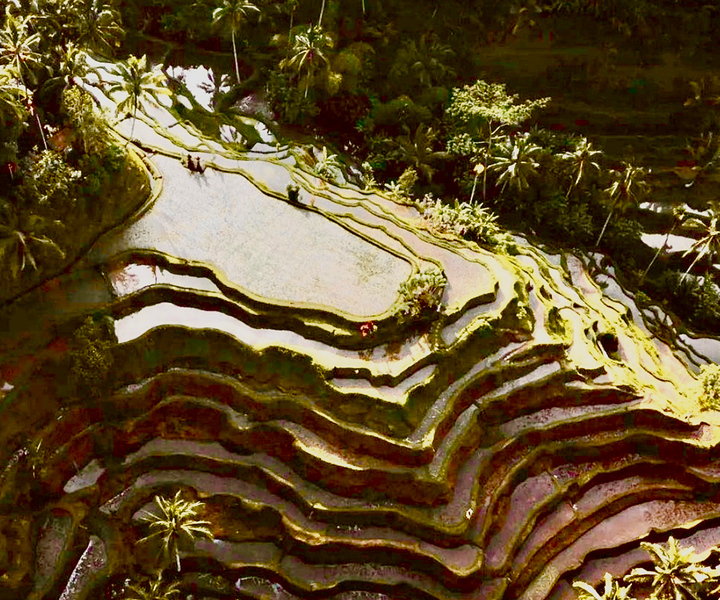Ubud: All-Inclusive Tour with Optional Lunch