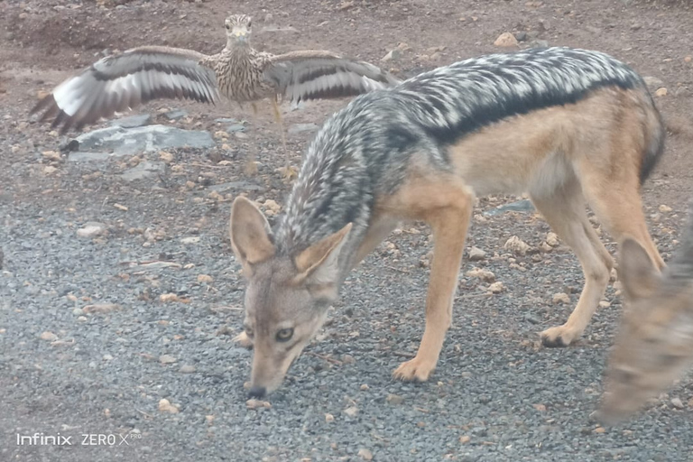 Pół dnia Nairobi - park narodowy, centrum słoni i żyraf