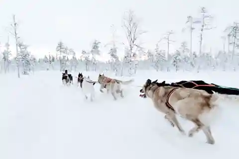 Spring med flocken, 5 km huskyåkning och kennelrundtur