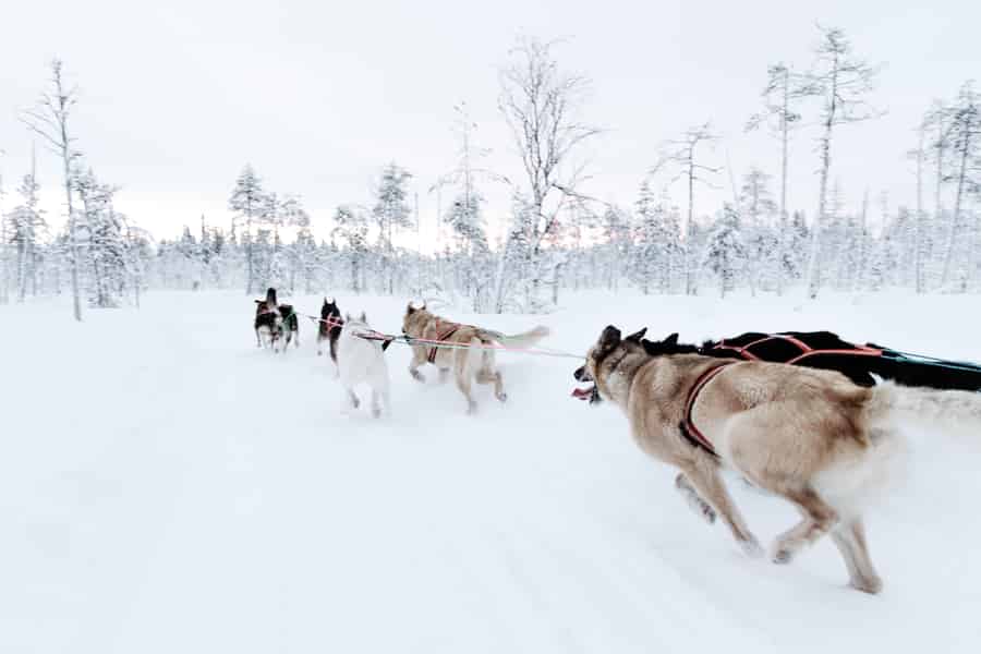 Laufen mit dem Rudel, 5 km Husky-Fahrt und eine Tour durch die Zwinger. Foto: GetYourGuide