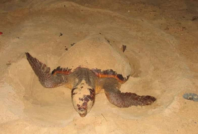 Santa Maria: Cape Verde Sea Turtles Beach Tour | GetYourGuide