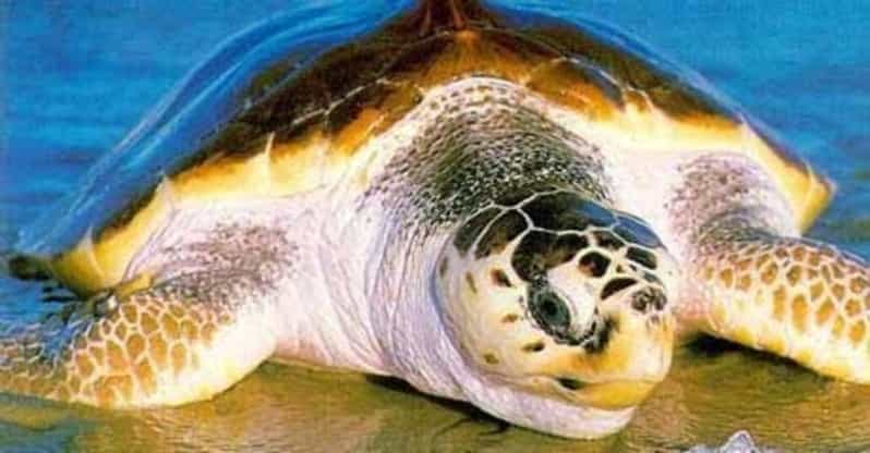 Santa Maria: Cape Verde Sea Turtles Beach Tour | GetYourGuide