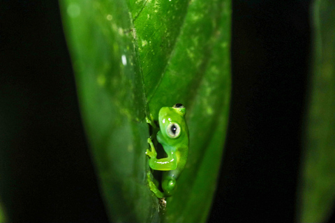 Night Walk La Fortuna: Private Rainforest Guided Wildlife