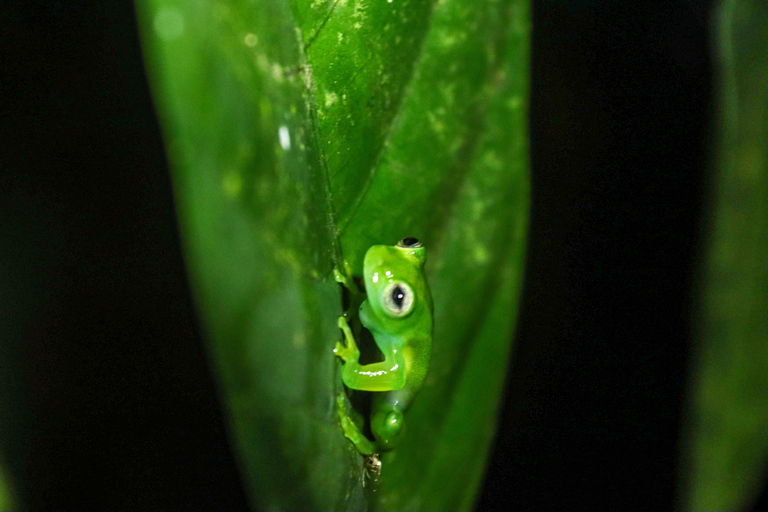 Night Walk La Fortuna: Private Rainforest Guided Wildlife