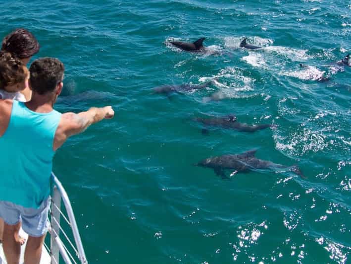Destin Snorkeling and Dolphin Watching Cruise GetYourGuide