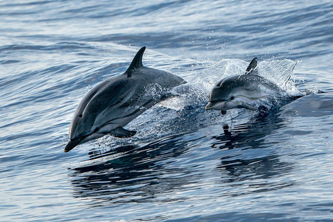 Destin: Snorkeling Cruise with 2 Stops and Dolphin Watching