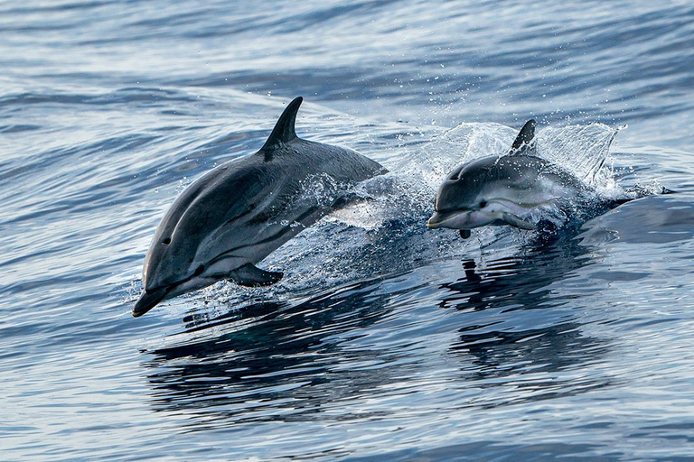Destin: Snorkeling Cruise with 2 Stops and Dolphin Watching