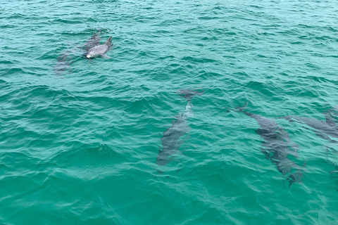 Destin: Snorkeling Cruise with 2 Stops and Dolphin Watching