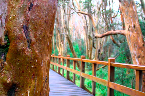 From Bariloche: Victoria Island & the Arrayanes Forest Tour Victoria Island and Arrayanes Forest with Transfers