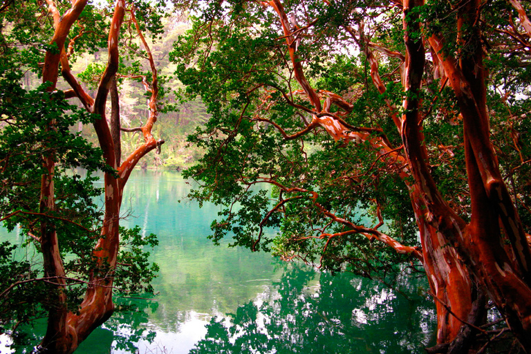 From Bariloche: Victoria Island & the Arrayanes Forest Tour Victoria Island and Arrayanes Forest with Transfers