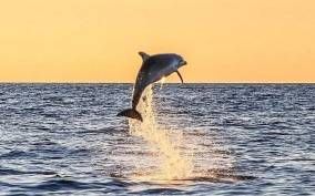 Destin: Dolphin Watch Cruise