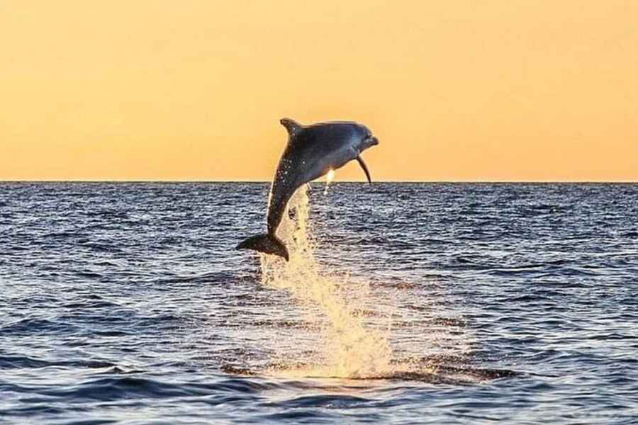 Destin: Delphinbeobachtungstour. Foto: GetYourGuide