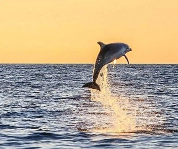 Destin: Dolphin Watching Cruise