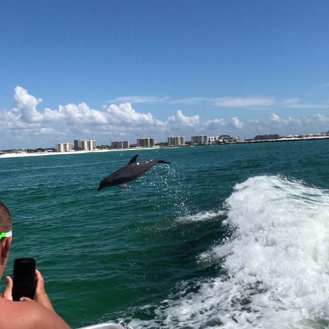 Destin: Dolphin Watch Cruise | GetYourGuide