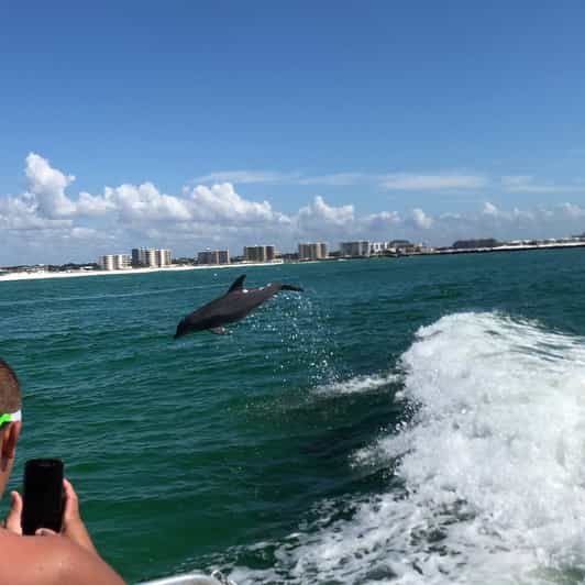 Destin: Dolphin Watch Cruise | GetYourGuide