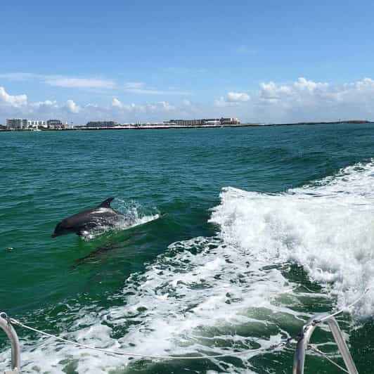 Destin: Dolphin Watch Cruise | GetYourGuide