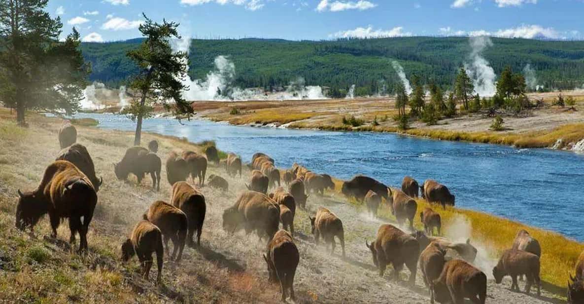 Salt Lake City Yellowstone 3Day Guided Trip with Hotels GetYourGuide